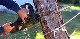 Professional Tree Care in Sandoval, IL