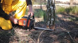 How Our Tree Care Process Works  in  Sandoval, IL