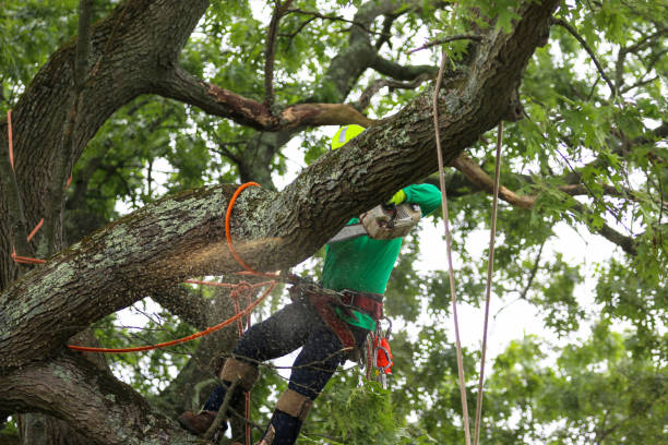 Best Tree and Shrub Care  in Sandoval, IL